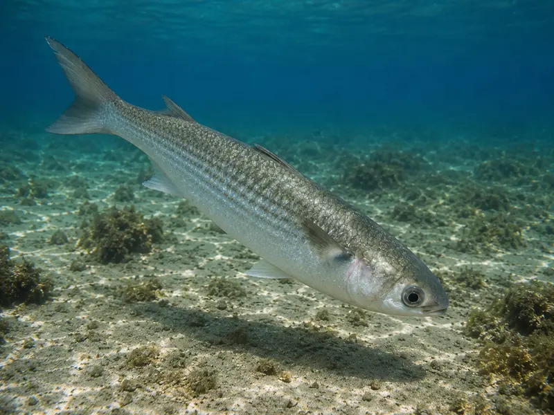 Tainha